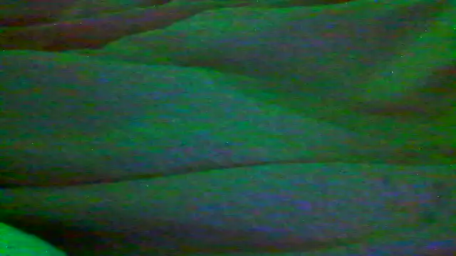 Everydayonli live sex cam