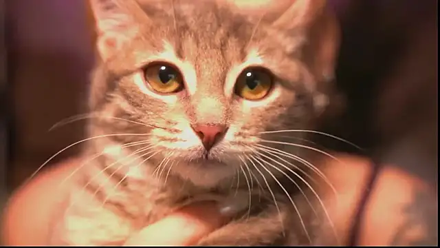 Arianna_Richi live sex cam