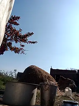 Pinky12A live sex cam