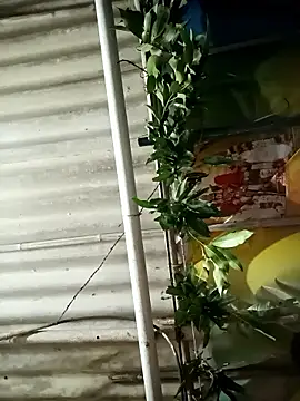 Michael514668's cam snapshot