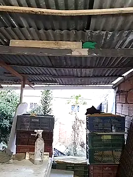 hoteder live sex cam