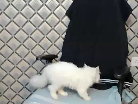 Evahhh4u's cam snapshot