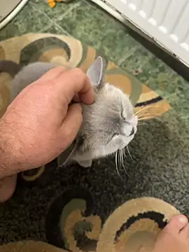 COBRAboySEX@xh's cam snapshot