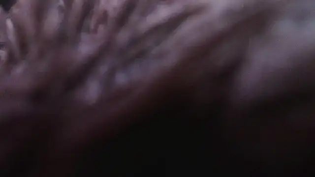 cajusexxx live sex cam