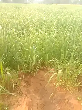 Susila_ji's cam snapshot