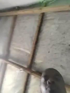 SiyandaDbn live sex cam