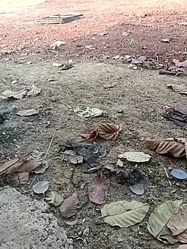 Curvy_Vamikaa live sex cam