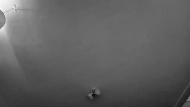 MasterDaddyCool live sex cam