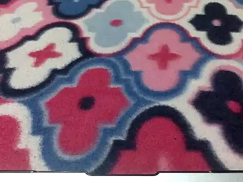 Precumboner's cam snapshot