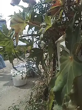 Vinicius_Ribas42's cam snapshot