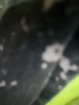 kotaka-shoow's cam snapshot