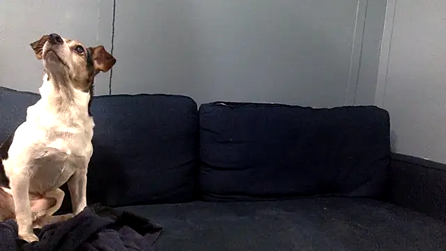 sexyhotstud12 live sex cam