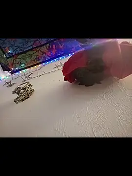 Buffshagswell live sex cam