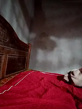 sully2k5's cam snapshot