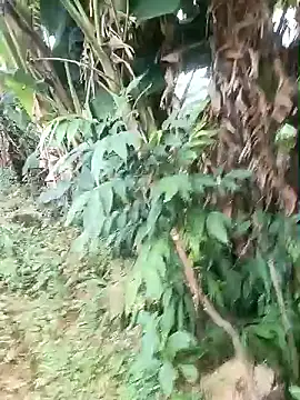 sully2k5's cam snapshot