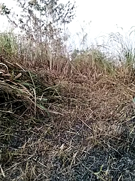 galaxy898's cam snapshot