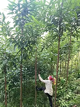 mana-ala's cam snapshot