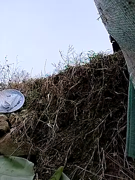 Tin_tanny's cam snapshot