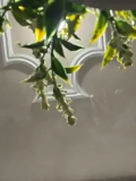 MarianRosse's cam snapshot