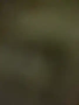 BatchedTracer's cam snapshot