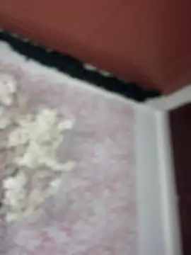 Soy_Daniela's cam snapshot