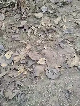 88zaifkhan88 live sex cam