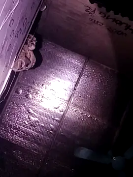 Sana-vn's cam snapshot