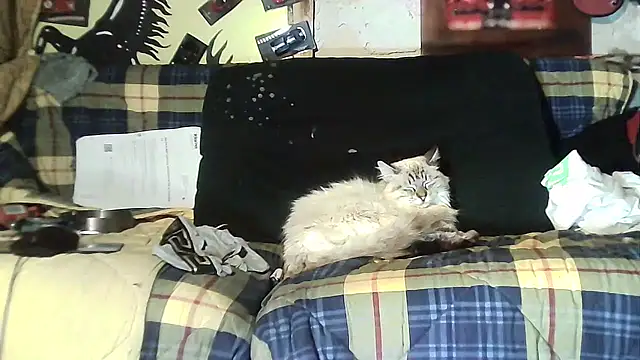 ILOVEhairywoman live sex cam