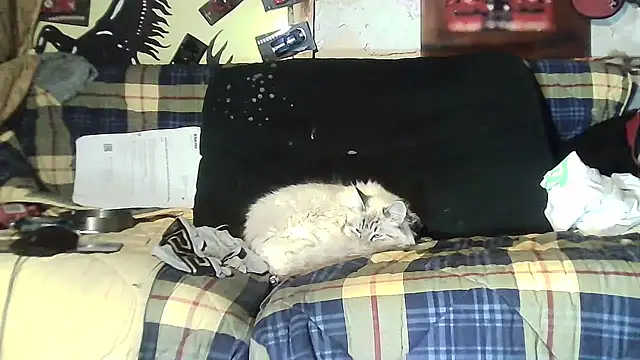 ILOVEhairywoman's cam snapshot