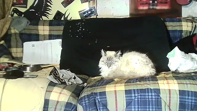 ILOVEhairywoman's cam snapshot