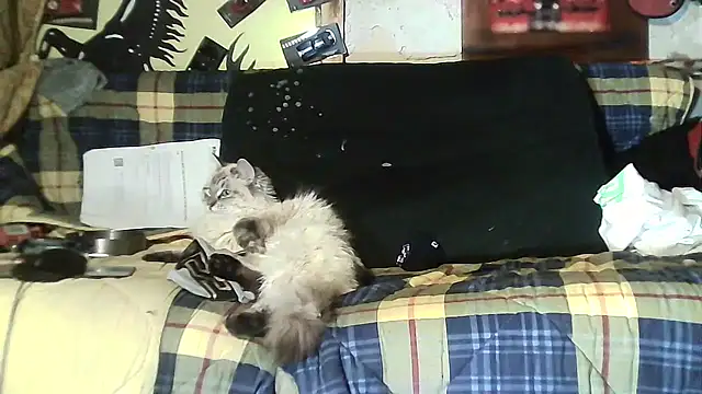 ILOVEhairywoman's cam snapshot