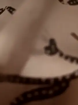 egyptianbigdick56's cam snapshot