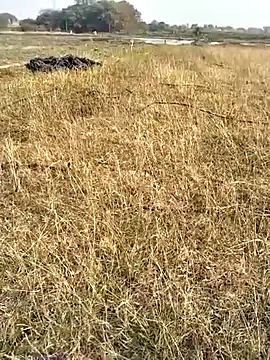 jellydicks's cam snapshot