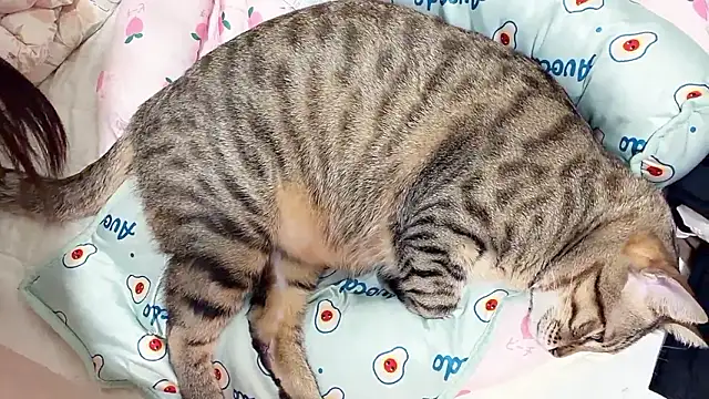 LHeart's cam snapshot