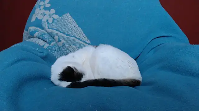 Freyja_eter's cam snapshot