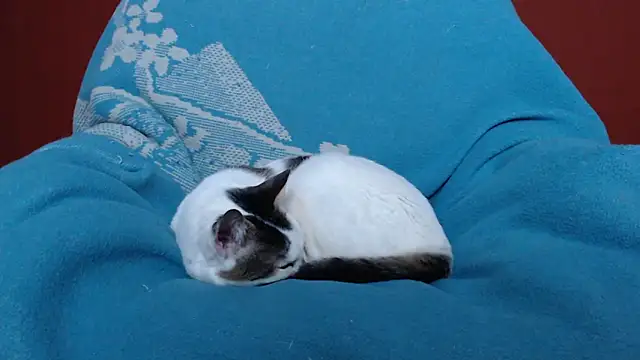 Freyja_eter's cam snapshot