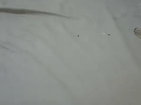 Tirries_Tess's cam snapshot