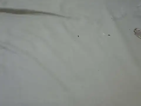 Tirries_Tess's cam snapshot