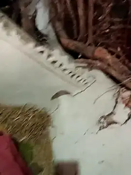 Manvi_hote's cam snapshot