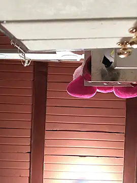 Rachellcooperrr's cam snapshot