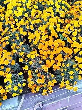 Rahul_India live sex cam