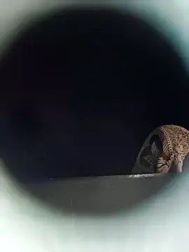 Ponam_sexy's cam snapshot