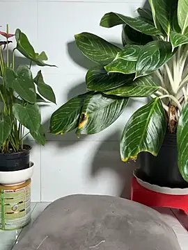 Nabi_squirt's cam snapshot