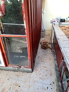 sweetieme live sex cam