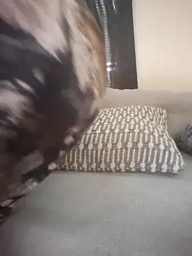 bigdickdaddy2184 live sex cam