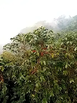 Ckinetor's cam snapshot