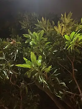 darle_volant live sex cam