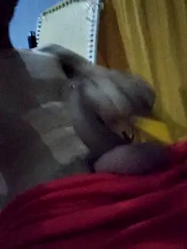 Rayangiss's cam snapshot