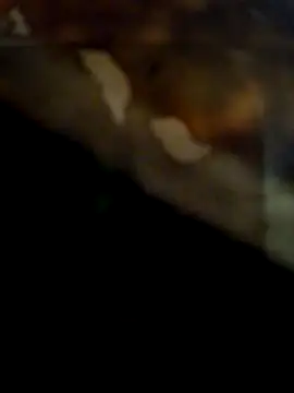 CockForPussy1508's cam snapshot