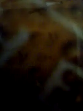 CockForPussy1508 live sex cam